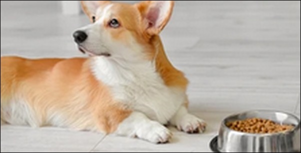 犬に人の名前をつけるおススメを紹介!世間の印象やバランス感覚が鍵