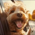 うお座生まれの犬の名前おススメを紹介！星座別に強みを反映させよう