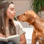ポーチュギーズウォータードッグのしつけのコツ20選!根気が大切