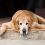 犬の名前ポーチュギーズウォータードッグおススメを紹介!