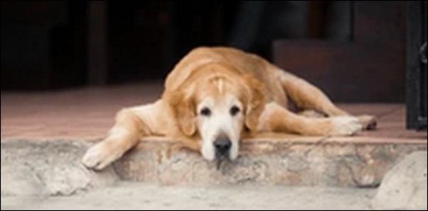 犬の名前ポーチュギーズウォータードッグおススメを紹介！