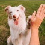犬の名前よくあるおススメを紹介!親しみやすさを重視したい人必見