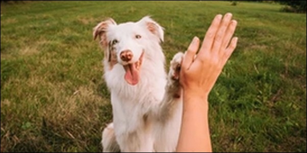 犬の名前よくあるおススメを紹介！親しみやすさを重視したい人必見