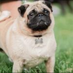 犬の名前パグおススメを紹介!ユニークな顔立ちにマッチさせるべし