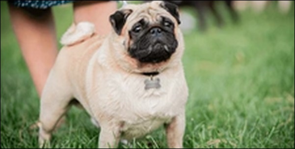 犬の名前パグおススメを紹介!ユニークな顔立ちにマッチさせるべし