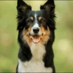 珍しい犬の名前おススメを紹介！飼い主としてのセンスを反映させよう