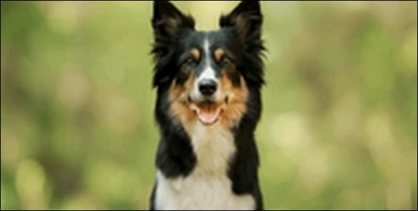珍しい犬の名前おススメを紹介！飼い主としてのセンスを反映させよう