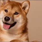 いて座生まれの犬の名前おススメを紹介！星座別特色を反映させよう
