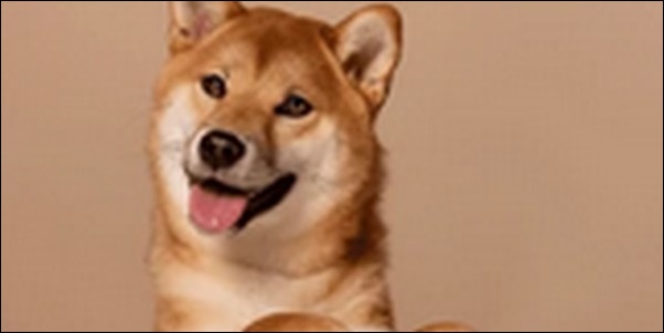いて座生まれの犬の名前おススメを紹介！星座別特色を反映させよう