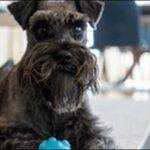 犬の名前シュナウザーおススメを紹介!最適な名前を選びましょう。