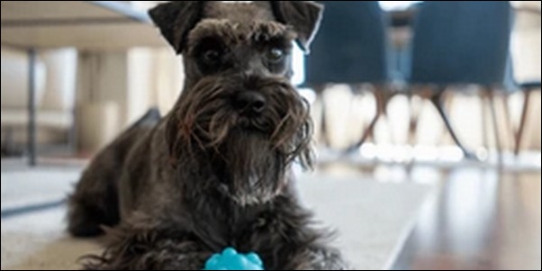犬の名前シュナウザーおススメを紹介!最適な名前を選びましょう。
