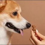さそり座生まれの犬の名前おススメを紹介！星座別特色が活かせます
