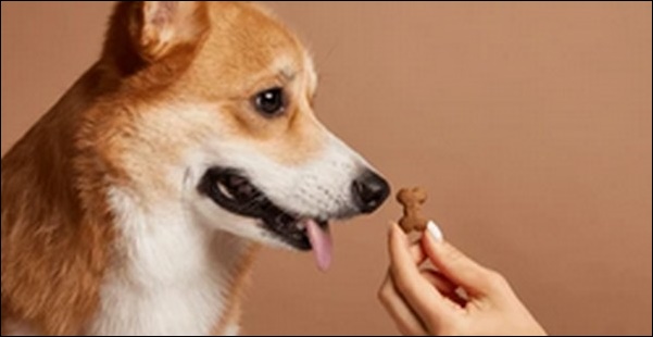 さそり座生まれの犬の名前おススメを紹介！星座別特色が活かせます