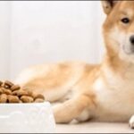 ドッグフードの選び方14選!栄養バランスを見極める力を付けよう。