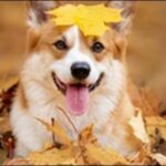 犬の名前9月生まれおススメを紹介！秋にふさわしい情緒が鍵