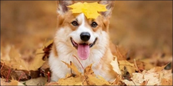 犬の名前9月生まれおススメを紹介！秋にふさわしい情緒が鍵