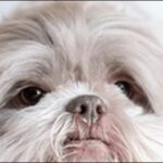 シーズーのしつけのコツ12選!楽しく覚えさせる工夫が効果的です。