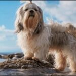 犬の名前シーズーおススメを紹介!見た目や性格に合った名前を探そう