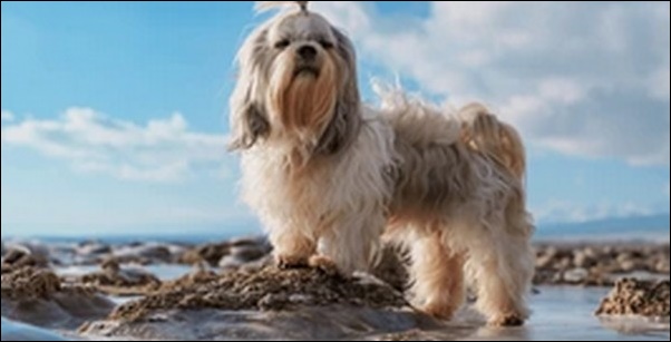 犬の名前シーズーおススメを紹介！見た目や性格に合った名前を探そう
