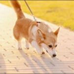犬の名前昭和風おススメを紹介！懐かしさや温もりを感じる名付けが鍵