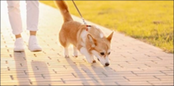 犬の名前昭和風おススメを紹介！懐かしさや温もりを感じる名付けが鍵