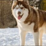 シベリアンハスキーのしつけのコツ20選！健やかな共生のために必要