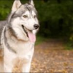 シベリアンハスキーの犬の名前おススメを紹介!多様な例を知るべし