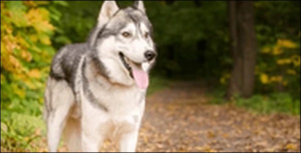 シベリアンハスキーの犬の名前おススメを紹介！多様な例を知るべし