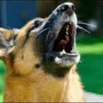 犬の名前お菓子系おススメを紹介！聞くだけで甘くやさしい印象です