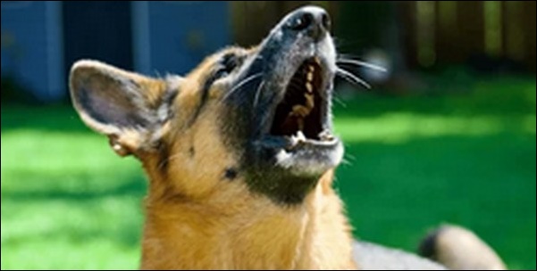 犬の名前お菓子系おススメを紹介!聞くだけで甘くやさしい印象です
