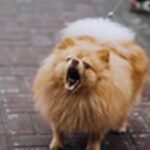 犬の名前スペイン語風おススメを紹介！個性的で魅力的な名前を選ぼう