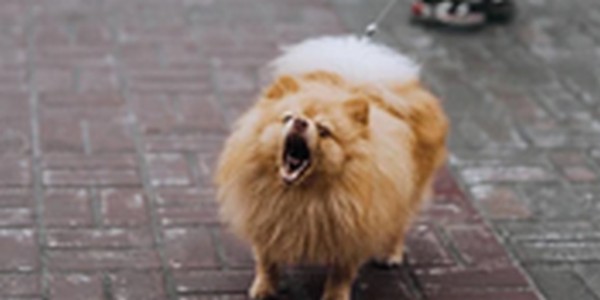 犬の名前スペイン語風おススメを紹介！個性的で魅力的な名前を選ぼう
