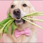 犬の名前春生まれおススメを紹介!春特有の柔らかさや希望を表現可能