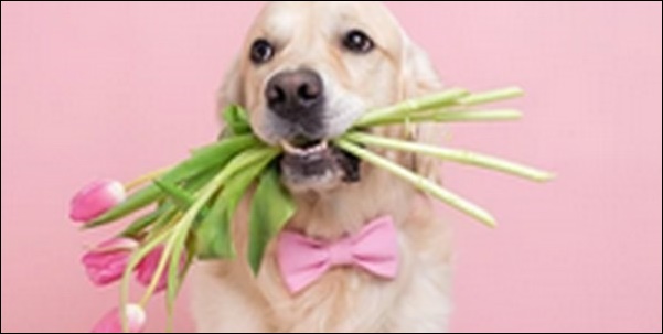 犬の名前春生まれおススメを紹介!春特有の柔らかさや希望を表現可能