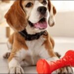 「あ」で始まる犬の名前おススメを紹介！呼びやすさや響きを比較