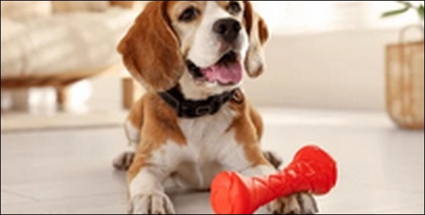 「あ」で始まる犬の名前おススメを紹介！呼びやすさや響きを比較