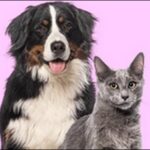 「え」で始まる犬の名前おススメを紹介!他の犬とかぶりにくいです。