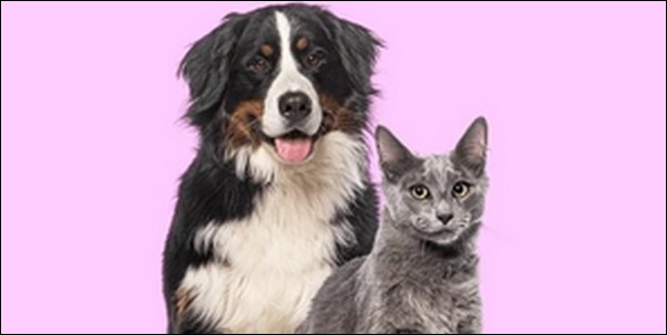 「え」で始まる犬の名前おススメを紹介！他の犬とかぶりにくいです。