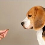 「ふ」で始まる犬の名前おススメを紹介！穏やかで優しい印象を与える
