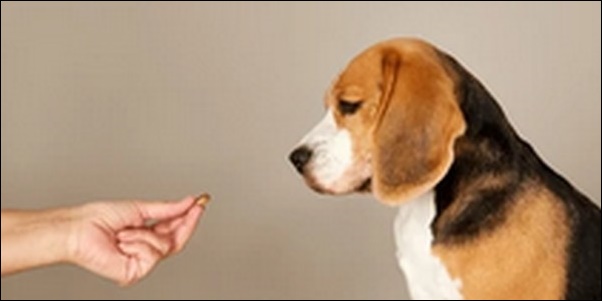 「ふ」で始まる犬の名前おススメを紹介！穏やかで優しい印象を与える