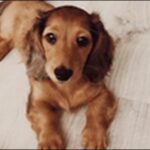 「は」で始まる犬の名前おススメを紹介！呼びやすく親しみやすい
