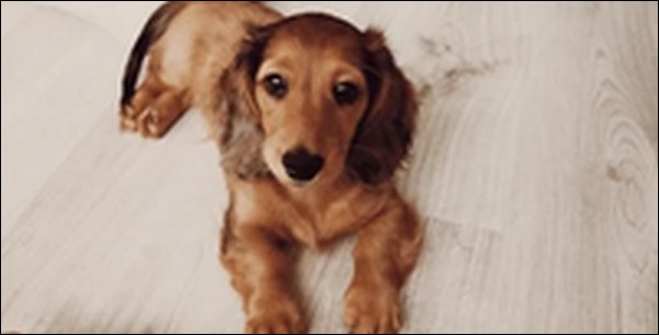 「は」で始まる犬の名前おススメを紹介!呼びやすく親しみやすい