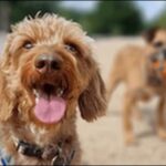 「へ」で始まる犬の名前おススメを紹介！貴重なネーミング資源です。