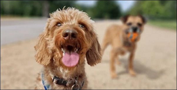 「へ」で始まる犬の名前おススメを紹介！貴重なネーミング資源です。