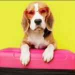 「ひ」で始まる犬の名前おススメを紹介！選択肢の幅を広げるべし。