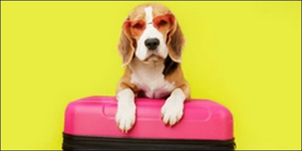 「ひ」で始まる犬の名前おススメを紹介！選択肢の幅を広げるべし。