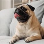 「ほ」で始まる犬の名前おススメを紹介！個性的なネーミングができる