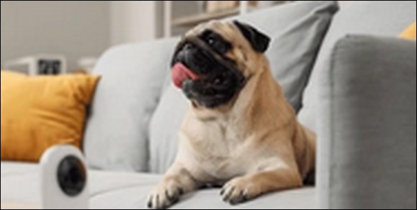 「ほ」で始まる犬の名前おススメを紹介！個性的なネーミングができる