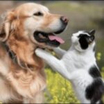 「い」で始まる犬の名前おススメを紹介！印象に残る名前をつけよう