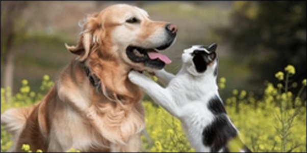 「い」で始まる犬の名前おススメを紹介！印象に残る名前をつけよう